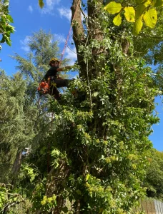 Élagage sur corde et travaux acrobatiques - MCS paysage